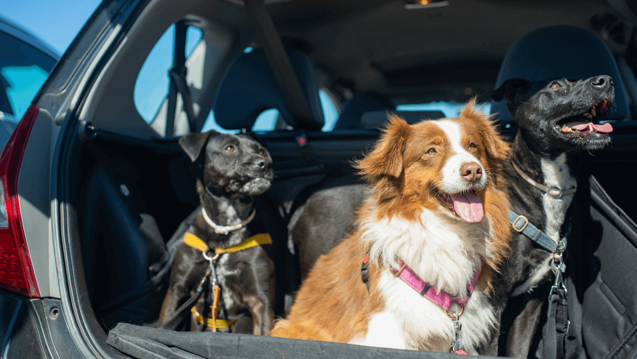 Are Robotic Mowers Safe for Pets and Children?